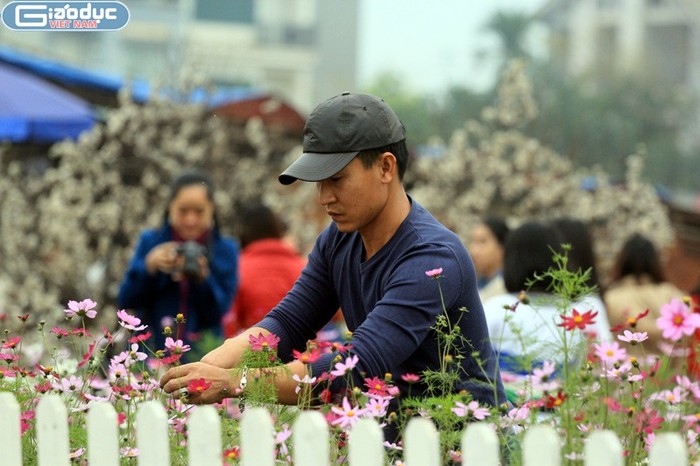Những vườn hoa đào giả kết hợp với đủ các loại hoa bắt đầu nở rộ ở Nhật Tân vì một ngày có thể thu bạc triệu không mấy khó khăn